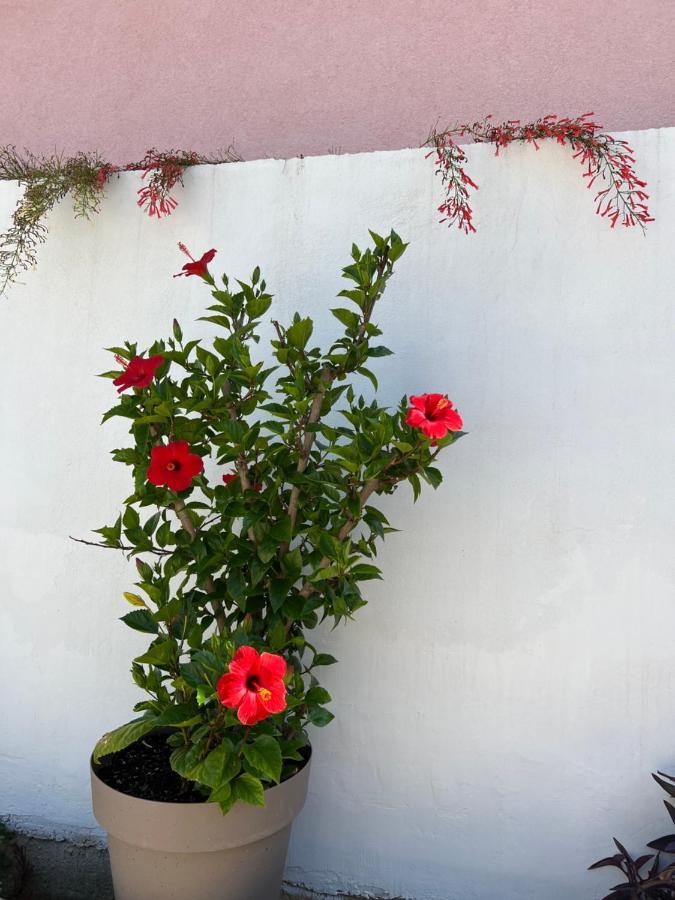 Apartment Silvana II Šibenik Eksteriør bilde